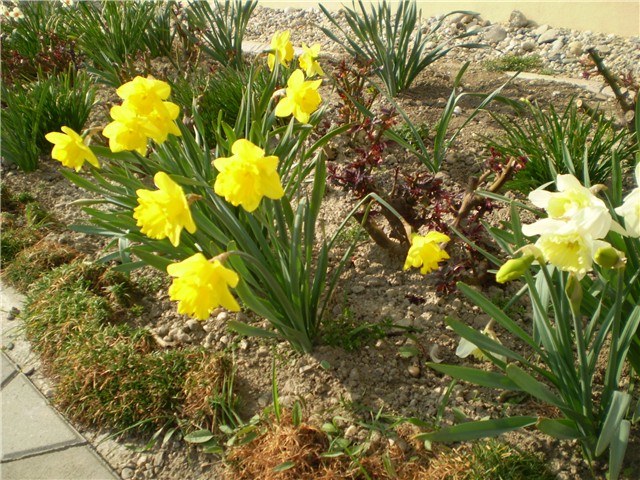 narcisi